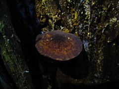 Pluteus jaffuelii