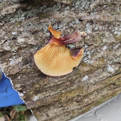 Gymnopilus purpuratus