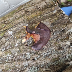 Gymnopilus purpuratus