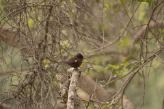 Pyrocephalus rubinus obscurus