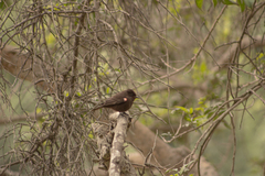 Pyrocephalus rubinus obscurus