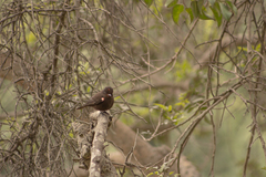 Pyrocephalus rubinus obscurus