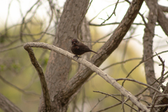 Pyrocephalus rubinus obscurus