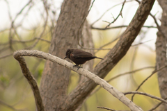 Pyrocephalus rubinus obscurus