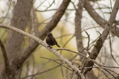 Pyrocephalus rubinus obscurus
