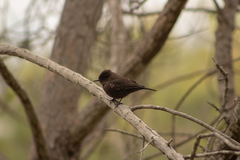 Pyrocephalus rubinus obscurus