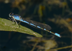 Enallagma carunculatum