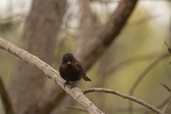 Pyrocephalus rubinus obscurus