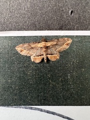 Chloroclystis filata