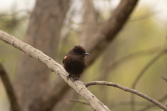 Pyrocephalus rubinus obscurus