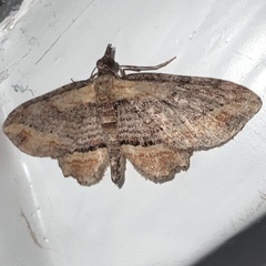 Chloroclystis filata