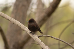 Pyrocephalus rubinus obscurus