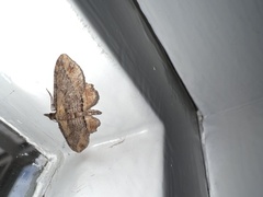 Chloroclystis filata