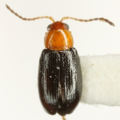 Dysphenges secretus