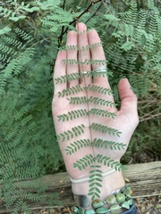 Erythrostemon gilliesii