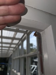 Chloroclystis filata