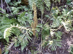 Osmunda japonica