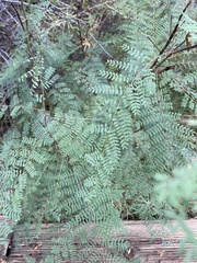 Erythrostemon gilliesii