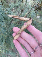 Erythrostemon gilliesii
