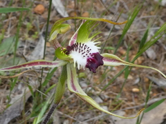 Caladenia parva