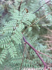 Erythrostemon gilliesii