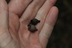 Corymbia citriodora