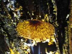 Pluteus jaffuelii