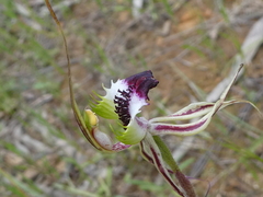 Caladenia parva
