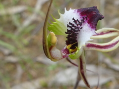 Caladenia parva