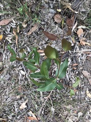 Corymbia citriodora