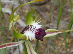 Caladenia parva