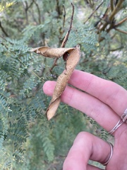 Erythrostemon gilliesii