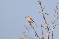Lanius borealis