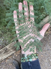 Erythrostemon gilliesii