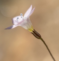 Saltugilia australis