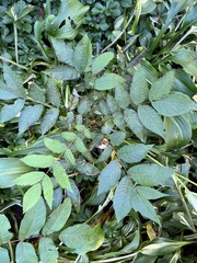 Juglans cinerea