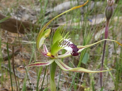 Caladenia parva