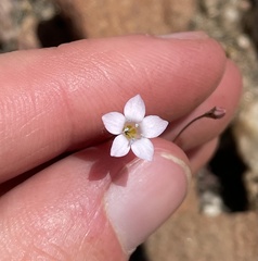 Saltugilia australis