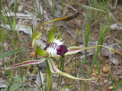 Caladenia parva