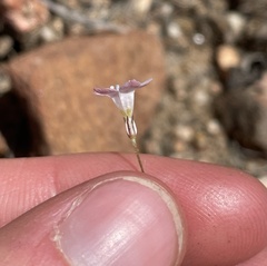 Saltugilia australis