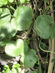 Corybas incurvus