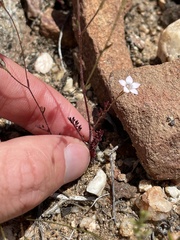 Saltugilia australis