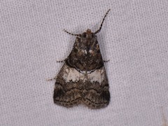 Pococera maritimalis