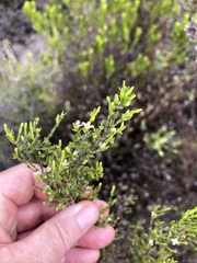 Lachnaea axillaris