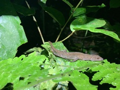 Gelanesaurus flavogularis