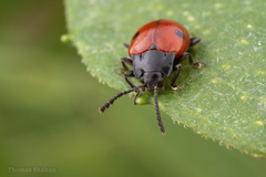 Endomychus biguttatus