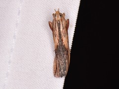 Ancylostomia stercorea