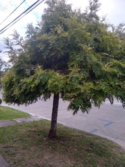 Senna siamea