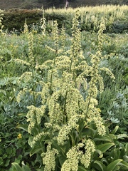 Veratrum viride eschscholtzianum