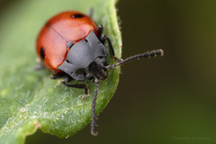 Endomychus biguttatus